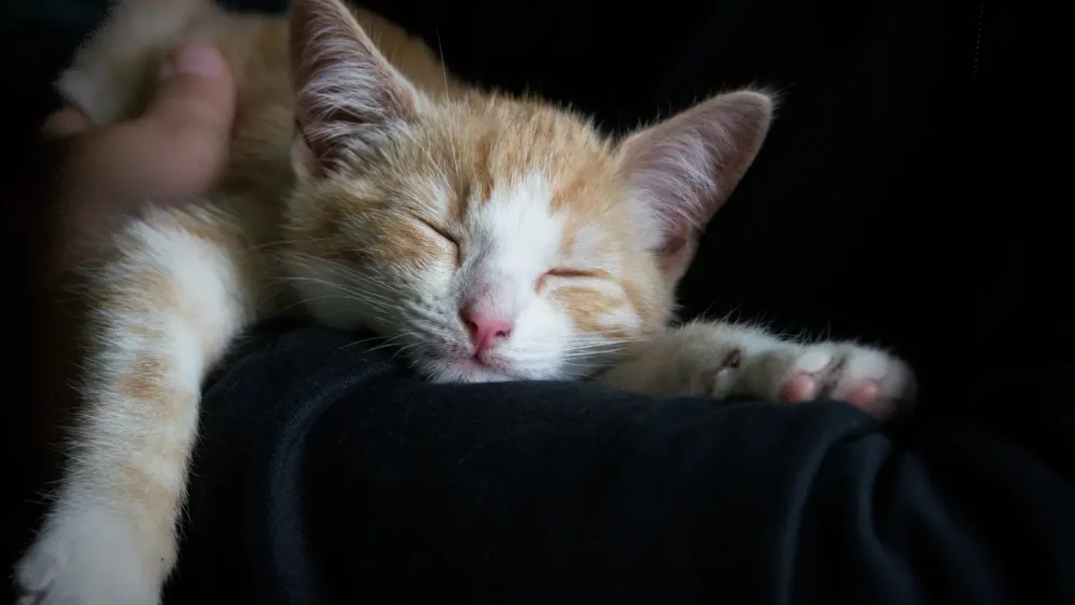 how to recover from lack of sleep fast